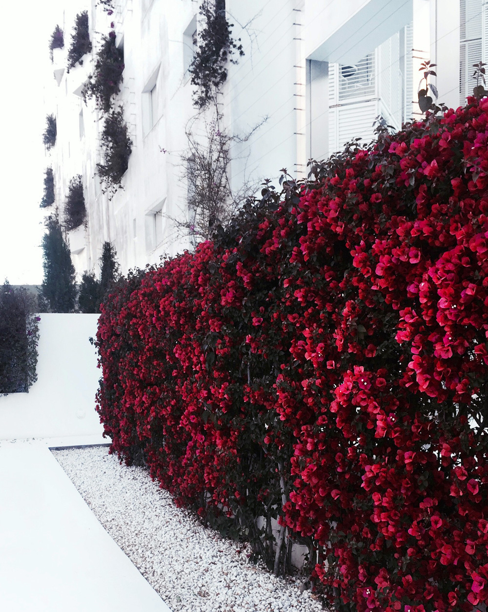 Red-Roses-Wall-Ibiza